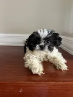 Bowie, a male Shih Tzu for sale in Chicago, IL – 8 of 10