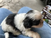 Bentley , a male Shih Tzu for sale in Chicago, IL – 2 of 8