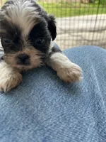 Bowie, a male Shih Tzu for sale in Chicago, IL – 5 of 10