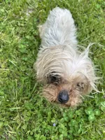 Yogi, a female Yorkshire Terrier for sale in Chicago, IL – 3 of 9