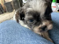 Bowie, a male Shih Tzu for sale in Chicago, IL – 2 of 10