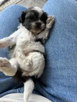 Bowie, a male Shih Tzu for sale in Chicago, IL – 9 of 10