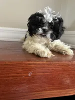 Bowie, a male Shih Tzu for sale in Chicago, IL – 2 of 10