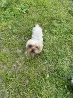 Yogi, a female Yorkshire Terrier for sale in Chicago, IL – 9 of 9