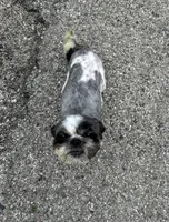 Milo, a male Shih Tzu for sale in Chicago, IL – 5 of 5