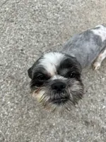 Milo, a male Shih Tzu for sale in Chicago, IL – 2 of 5