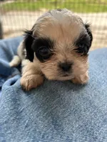 Bentley , a male Shih Tzu for sale in Chicago, IL – 3 of 8