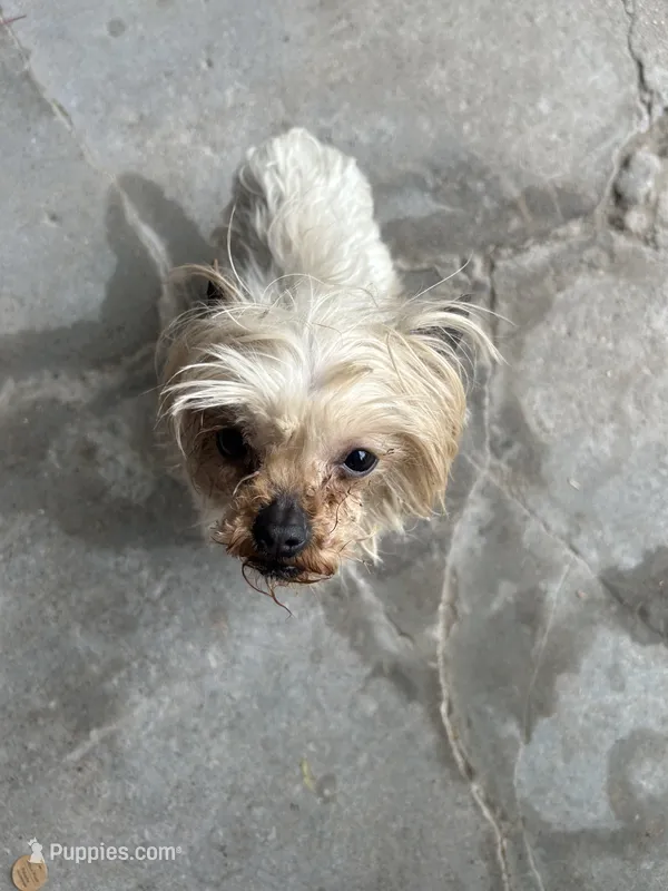 Yogi – Yorkshire Terrier puppy for sale in Chicago, IL