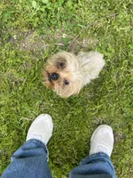 Yogi, a female Yorkshire Terrier for sale in Chicago, IL – 5 of 9