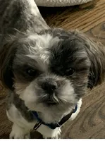 Milo, a male Shih Tzu for sale in Chicago, IL – 1 of 5