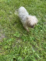 Yogi, a female Yorkshire Terrier for sale in Chicago, IL – 6 of 9
