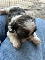 Bowie, a male Shih Tzu for sale in Chicago, IL – 10 of 10