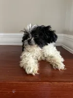 Bowie, a male Shih Tzu for sale in Chicago, IL – 4 of 10