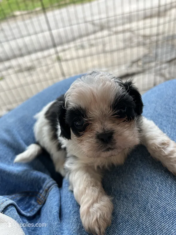 Bentley  – Shih Tzu puppy for sale in Chicago, IL