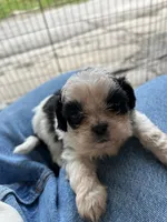 Bentley , a male Shih Tzu for sale in Chicago, IL – 1 of 8