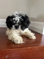 Bowie, a male Shih Tzu for sale in Chicago, IL – 9 of 10