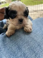 Bentley , a male Shih Tzu for sale in Chicago, IL – 4 of 8