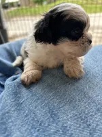 Bentley , a male Shih Tzu for sale in Chicago, IL – 5 of 8