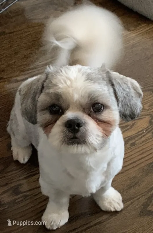 Boi – Shih Tzu puppy for sale in Chicago, IL