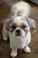 Boi, a male Shih Tzu for sale in Chicago, IL – 1 of 2
