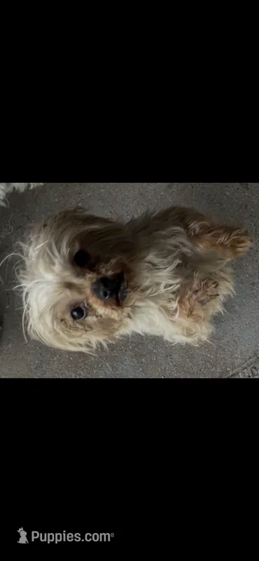 Yogi – Yorkshire Terrier puppy for sale in Chicago, IL