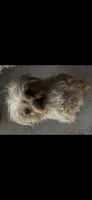 Yogi, a female Yorkshire Terrier for sale in Chicago, IL – 1 of 10