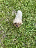 Yogi, a female Yorkshire Terrier for sale in Chicago, IL – 8 of 9