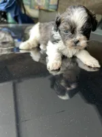 Bowie, a male Shih Tzu for sale in Chicago, IL – 1 of 10