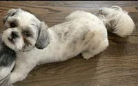 Boi, a male Shih Tzu for sale in Chicago, IL – 2 of 2