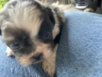 Bowie, a male Shih Tzu for sale in Chicago, IL – 3 of 10