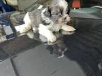 Bowie, a male Shih Tzu for sale in Chicago, IL – 4 of 10