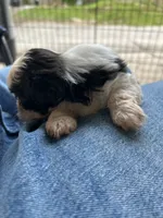 Bentley , a male Shih Tzu for sale in Chicago, IL – 6 of 8