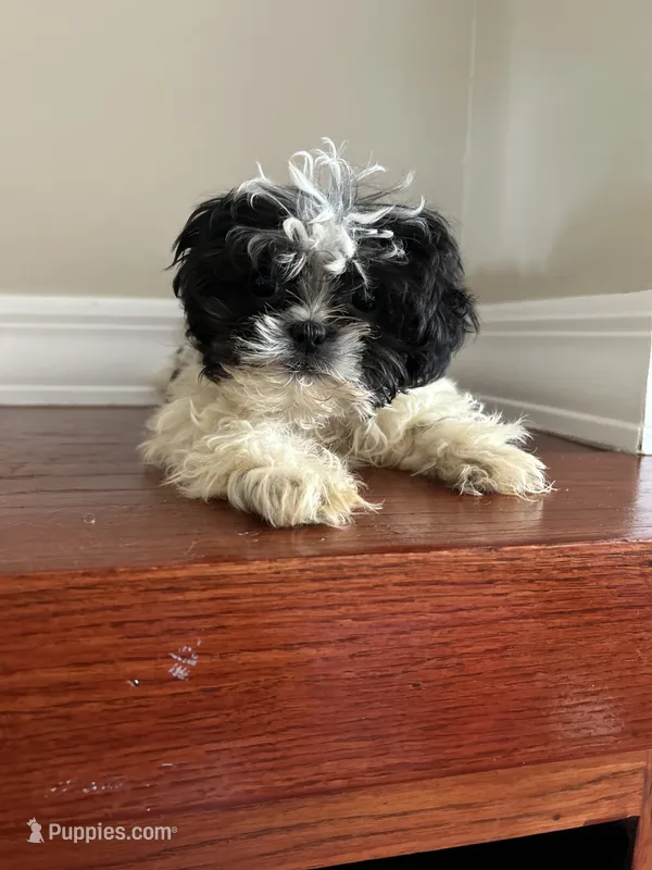 Bowie – Shih Tzu puppy for sale in Chicago, IL