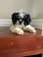 Bowie, a male Shih Tzu for sale in Chicago, IL – 1 of 10