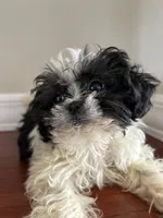 Bowie, a male Shih Tzu for sale in Chicago, IL – 3 of 10