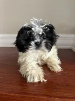 Bowie, a male Shih Tzu for sale in Chicago, IL – 7 of 10