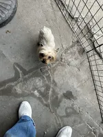 Yogi, a female Yorkshire Terrier for sale in Chicago, IL – 7 of 9