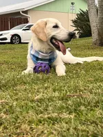 casper , a male Golden Retriever and English Cream Golden Retriever for sale in Stuart, FL – 3 of 5
