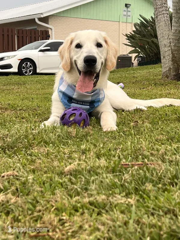 casper  – Golden Retriever, English Cream Golden Retriever puppy for sale in Stuart, FL