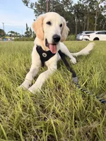 casper , a male Golden Retriever and English Cream Golden Retriever for sale in Stuart, FL – 2 of 5