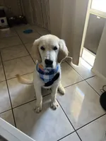 casper , a male Golden Retriever and English Cream Golden Retriever for sale in Stuart, FL – 5 of 5