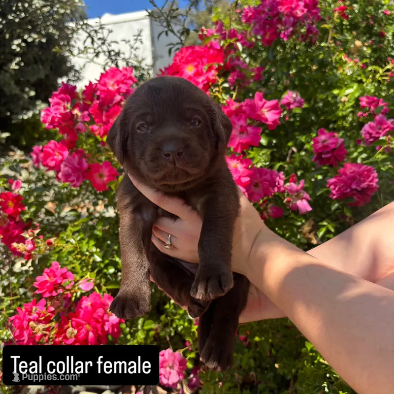 Teal collar – Labrador Retriever puppy for sale in Smartsville, CA