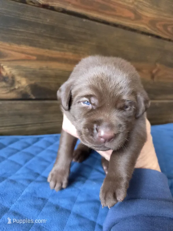 Orange Collar, a male Labrador Retriever for sale in Smartsville, CA – 1 of 10