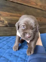 Orange Collar, a male Labrador Retriever for sale in Smartsville, CA – 1 of 10