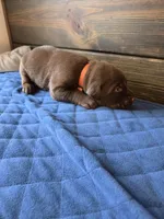 Orange Collar, a male Labrador Retriever for sale in Smartsville, CA – 3 of 10