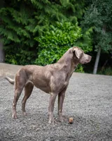 Orange Collar, a male Labrador Retriever for sale in Smartsville, CA – 7 of 10