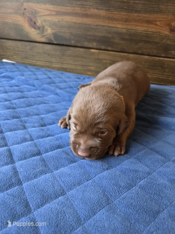 Orange Collar – Labrador Retriever puppy for sale in Smartsville, CA