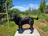 Orange Collar, a male Labrador Retriever for sale in Smartsville, CA – 6 of 10