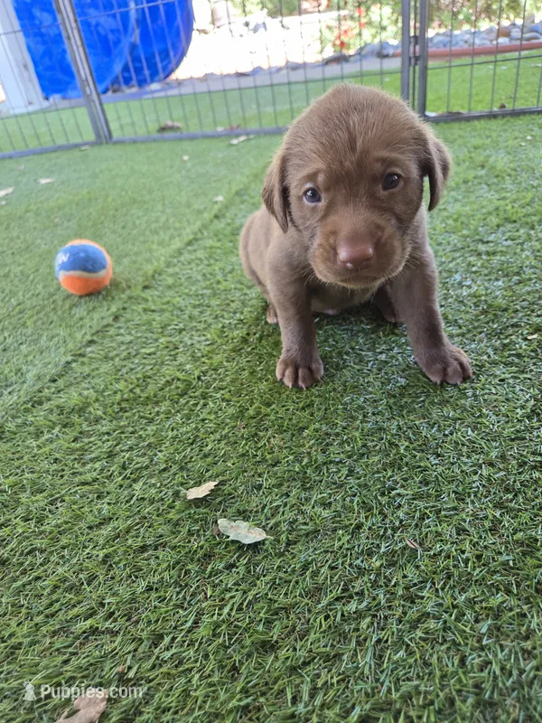 Lime Green Collar – Labrador Retriever puppy for sale in Smartsville, CA