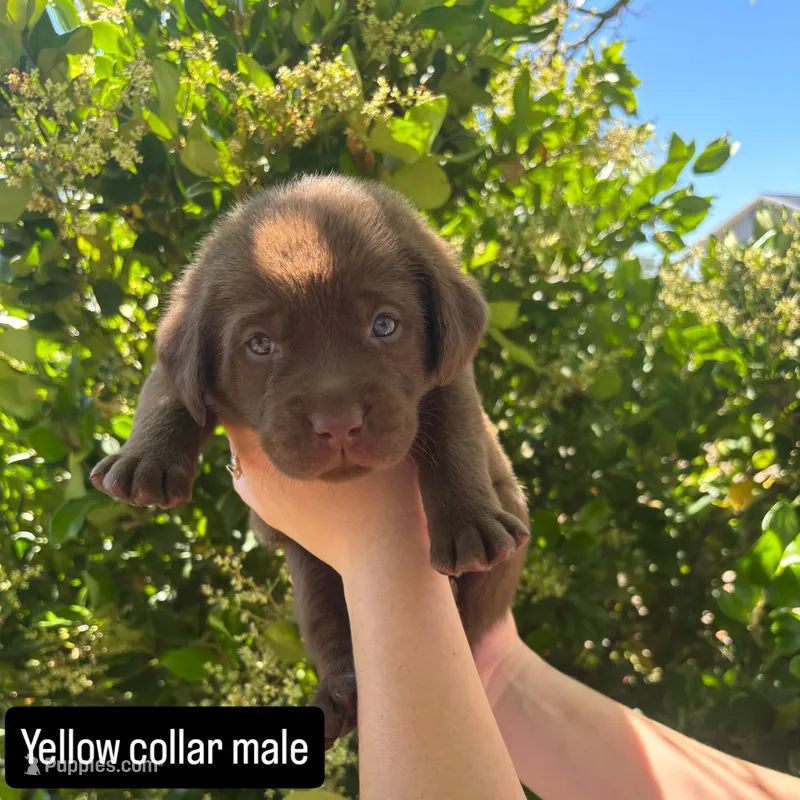 Yellow Collar – Labrador Retriever puppy for sale in Smartsville, CA